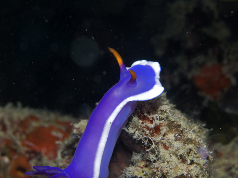 Nudibranch, Mabul, Artificial Reef